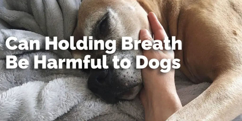 Can Holding Breath Be Harmful to Dogs