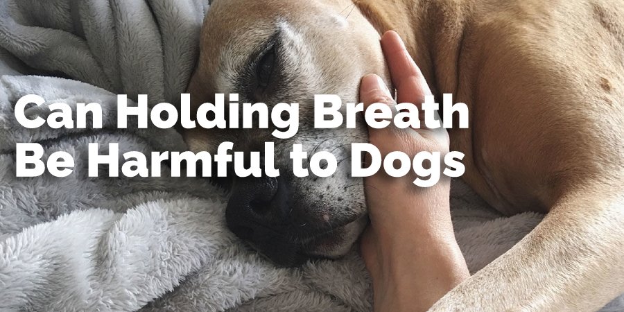 High-Quality How Long Can Dogs Hold Their Breath Wallpaper Illustration High-Quality How Long Can Dogs Hold Their Breath Wallpaper Illustration