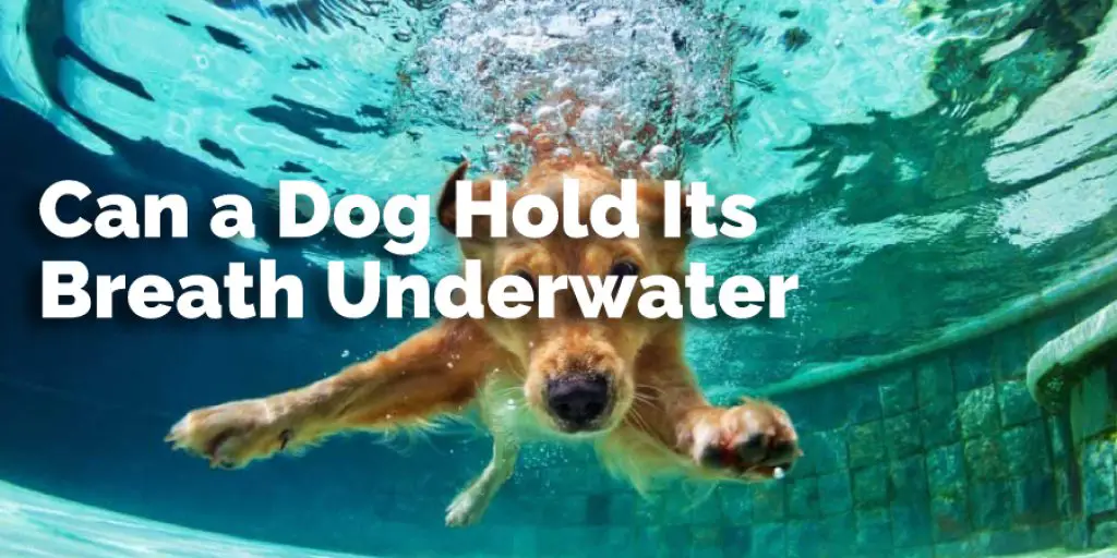 Can a Dog Hold Its Breath Underwater