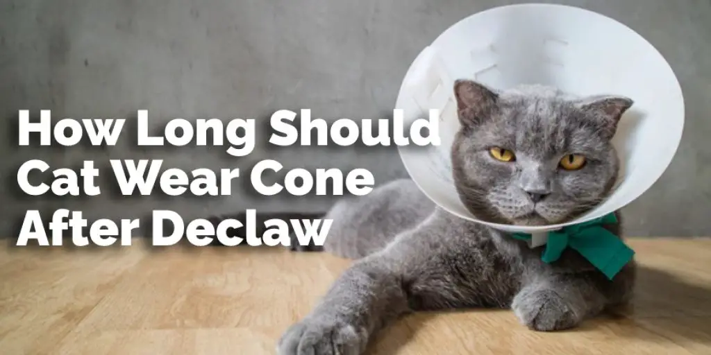 How Long Should Cat Wear Cone After Declaw