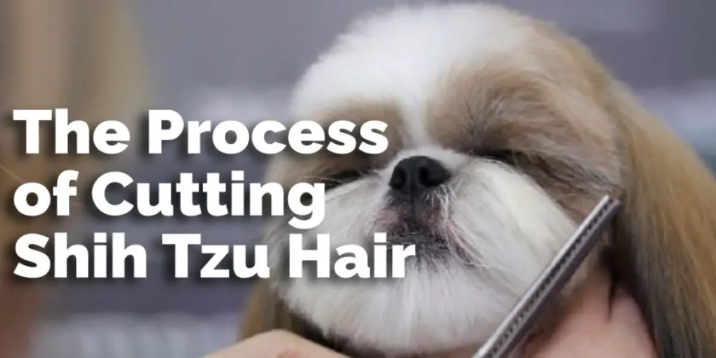 The Process of Cutting Shih Tzu Hair