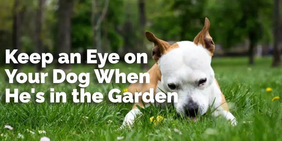 Keep an Eye on Your Dog When He's in the Garden