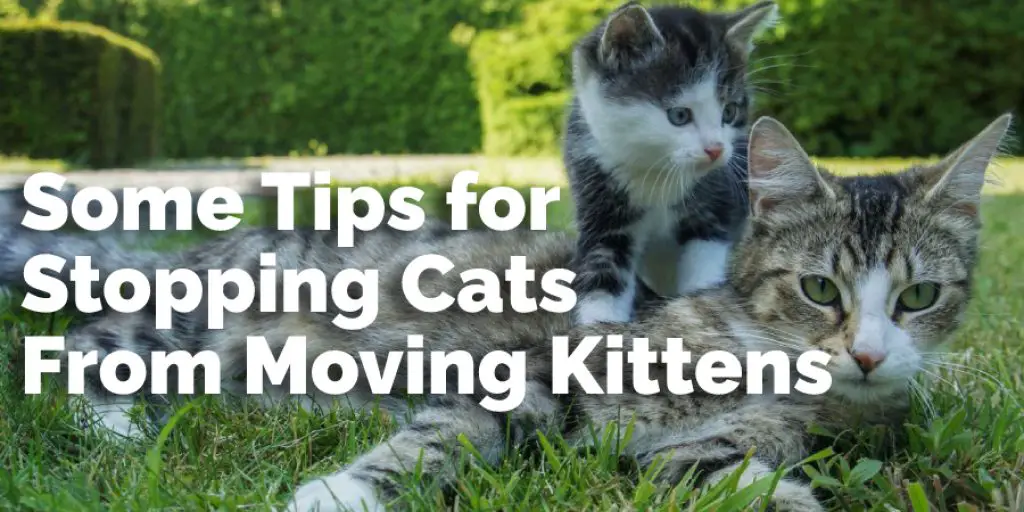 Some Tips for Stopping Cats From Moving Kittens