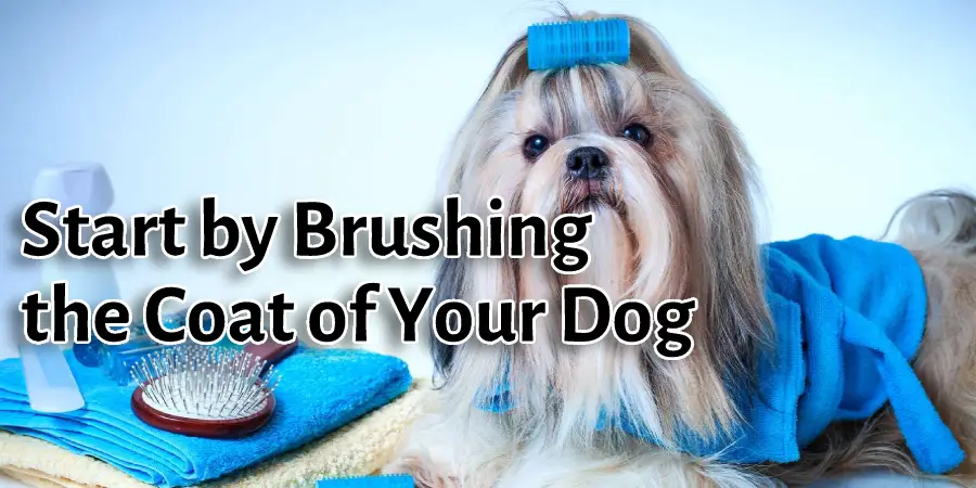 Start by Brushing the Coat of Your Dog