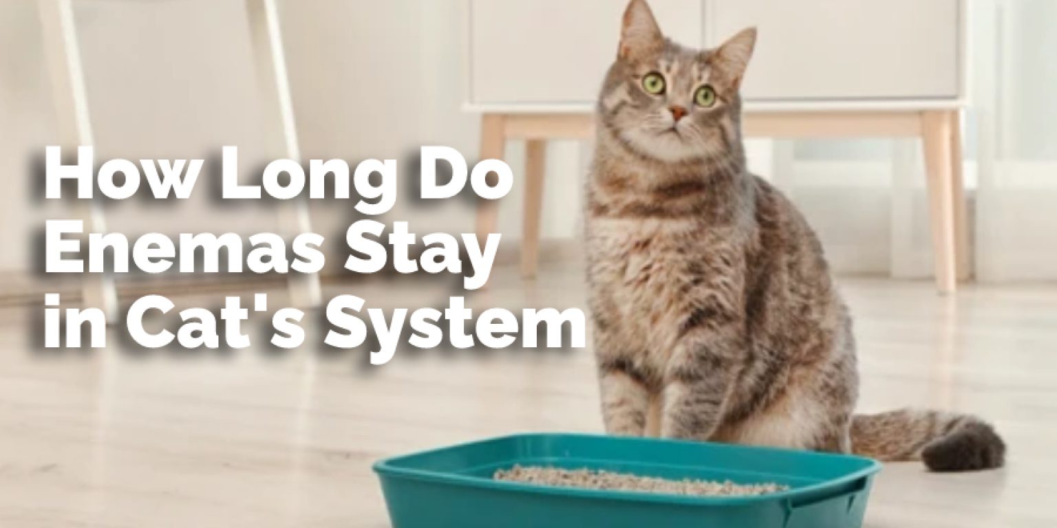 How Many Days After an Enema Will a Cat Poop My Pets Guide