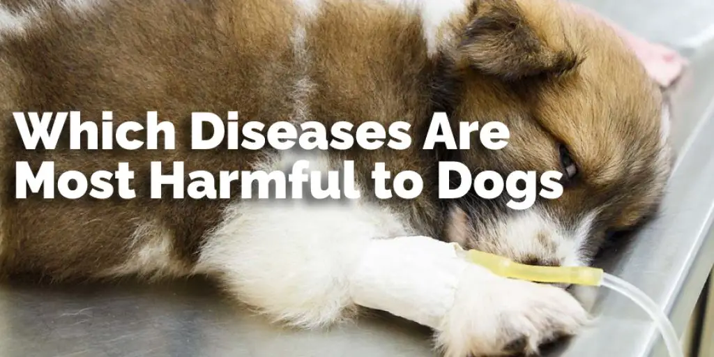 Which Diseases Are Most Harmful to Dogs