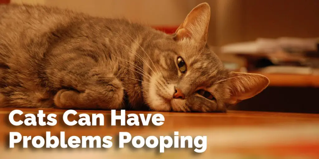 Cats Can Have Problems Pooping