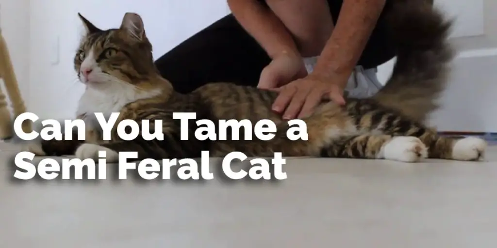 Can You Tame a Semi Feral Cat