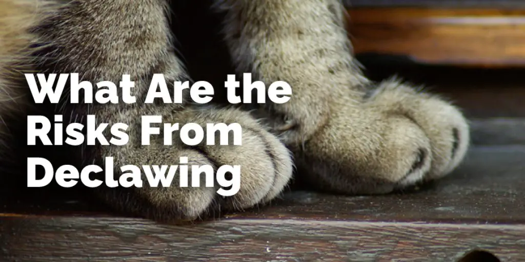 What Are the Risks From Declawing