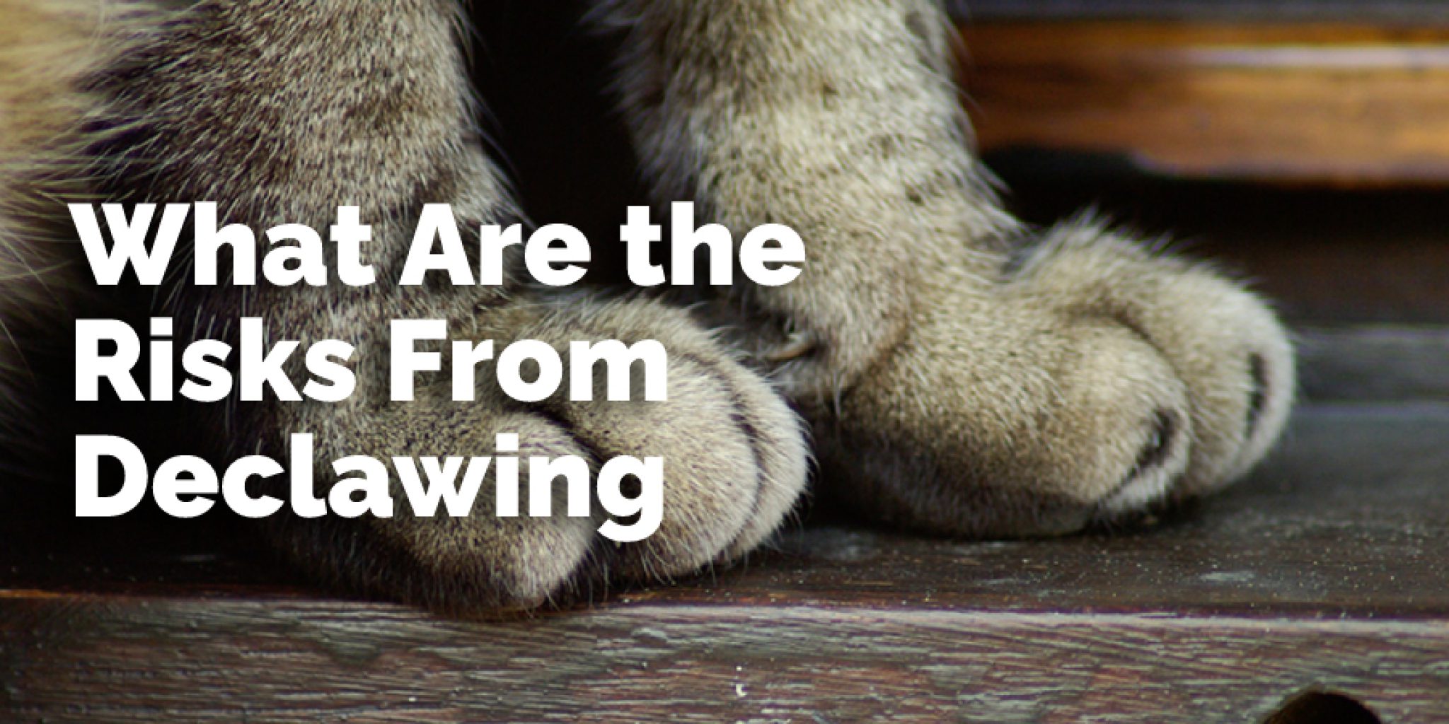 How Long Should Cat Wear Cone After Declaw My Pets Guide