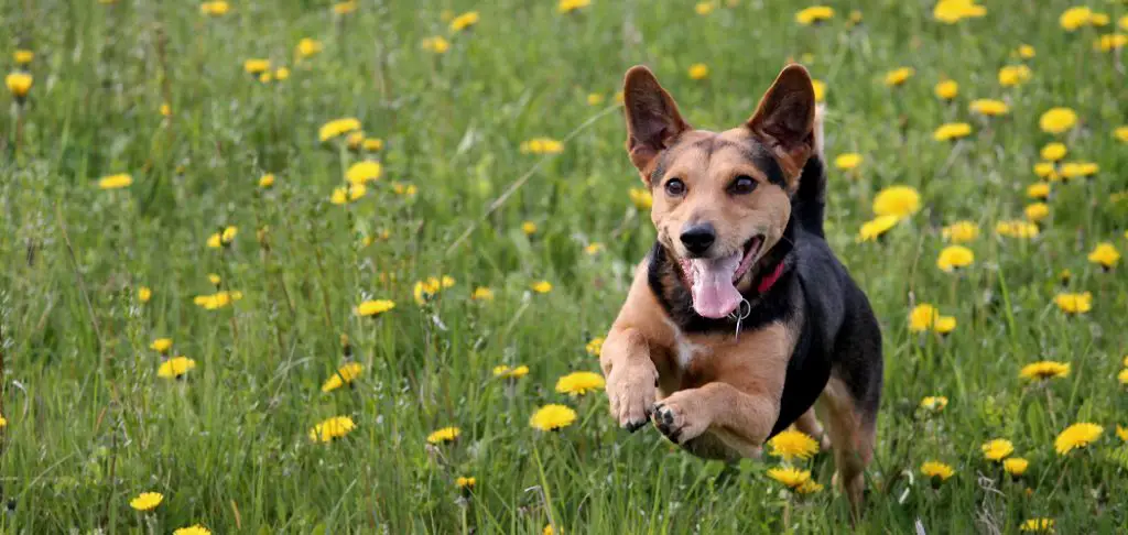 How Long After Spraying Roundup Is It Safe for Dogs