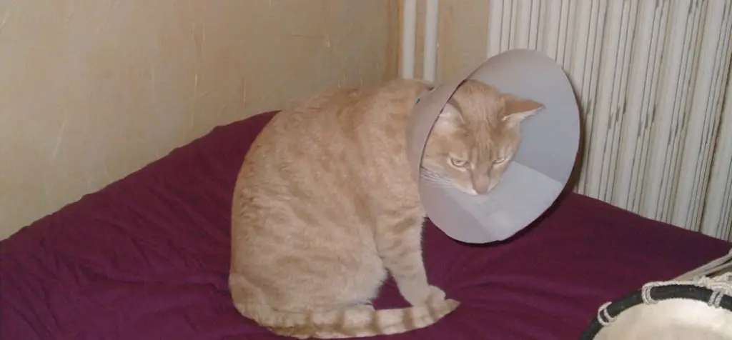 How Long Should Cat Wear Cone After Declaw