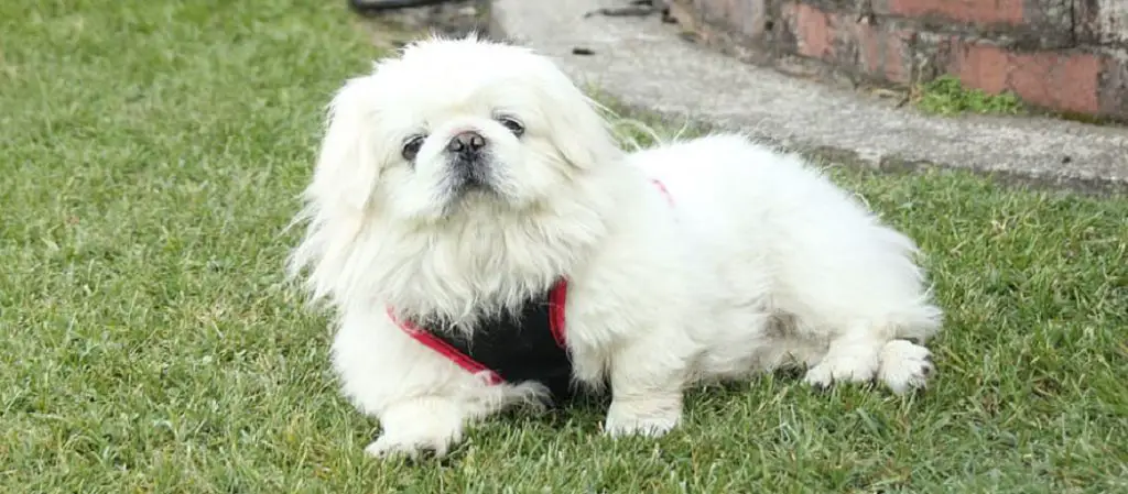 How to Cut Shih Tzu Hair at Home With Scissors