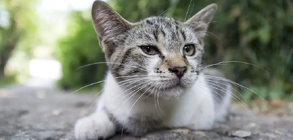 How to Get a Semi Feral Cat in a Carrier