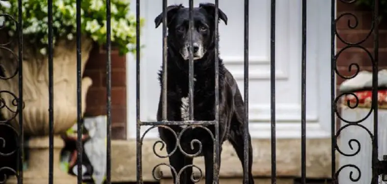 How to Keep Dog in Wrought Iron Fence