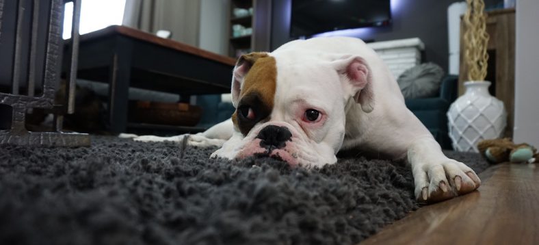 How to Protect Carpet From Dogs