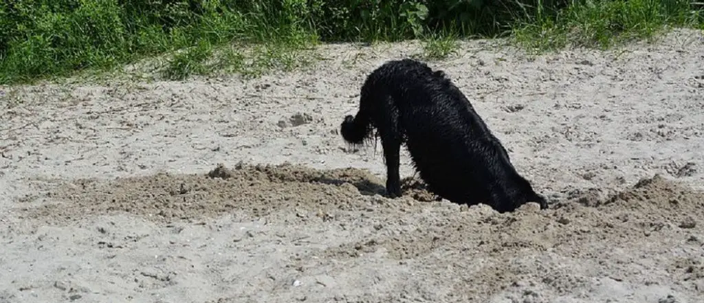 How to Stop a Dog From Digging for Moles