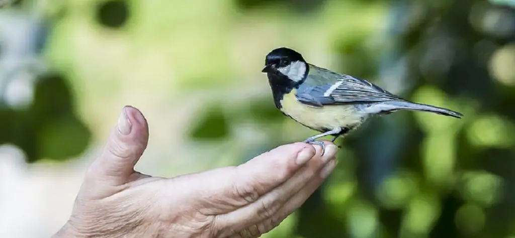 How to Treat a Bird Attacked by a Cat