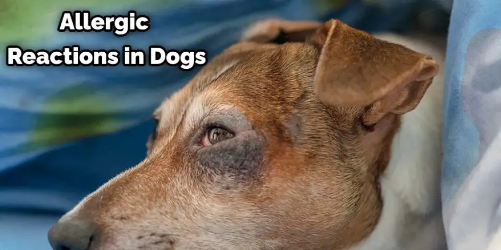 Allergic Reactions in Dogs