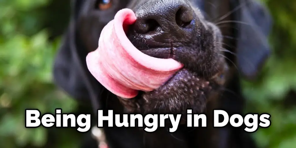 Being Hungry in Dogs