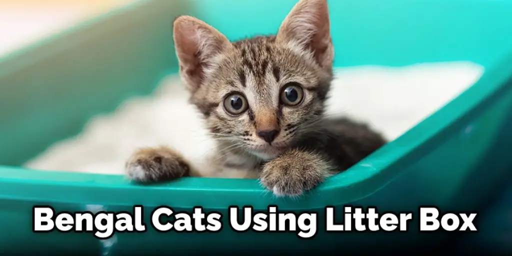 Bengal Cats Using Litter Box