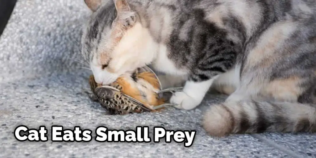 Cat Eats Small Prey
