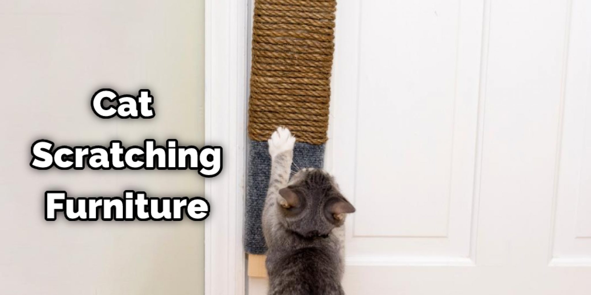 How to Keep Cat From Opening Door Explained in 12 Ways (2024)