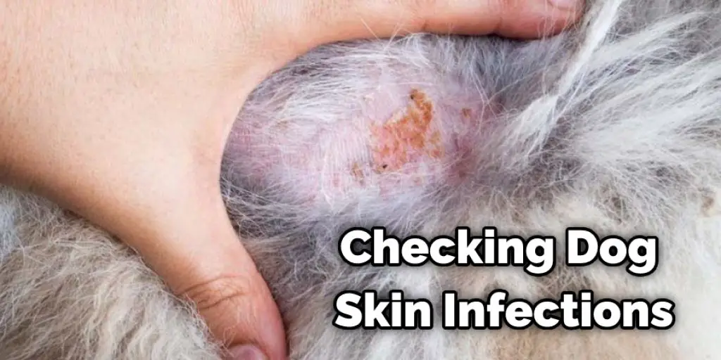 Checking Dog Skin Infections