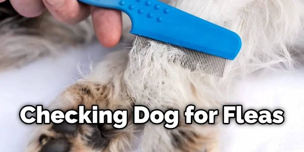 Checking Dog for Fleas