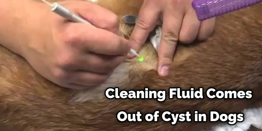 Cleaning Fluid Comes Out of Cyst in Dogs