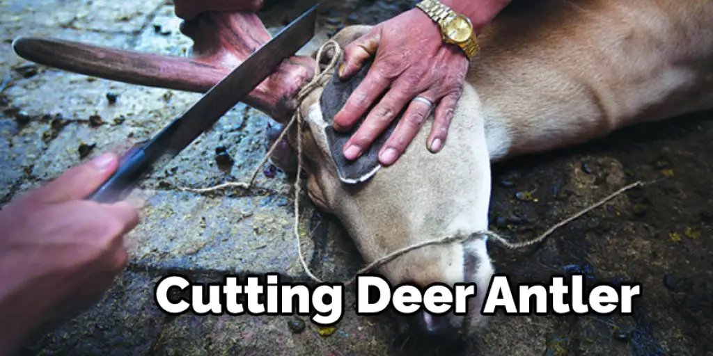 Cutting Deer Antler
