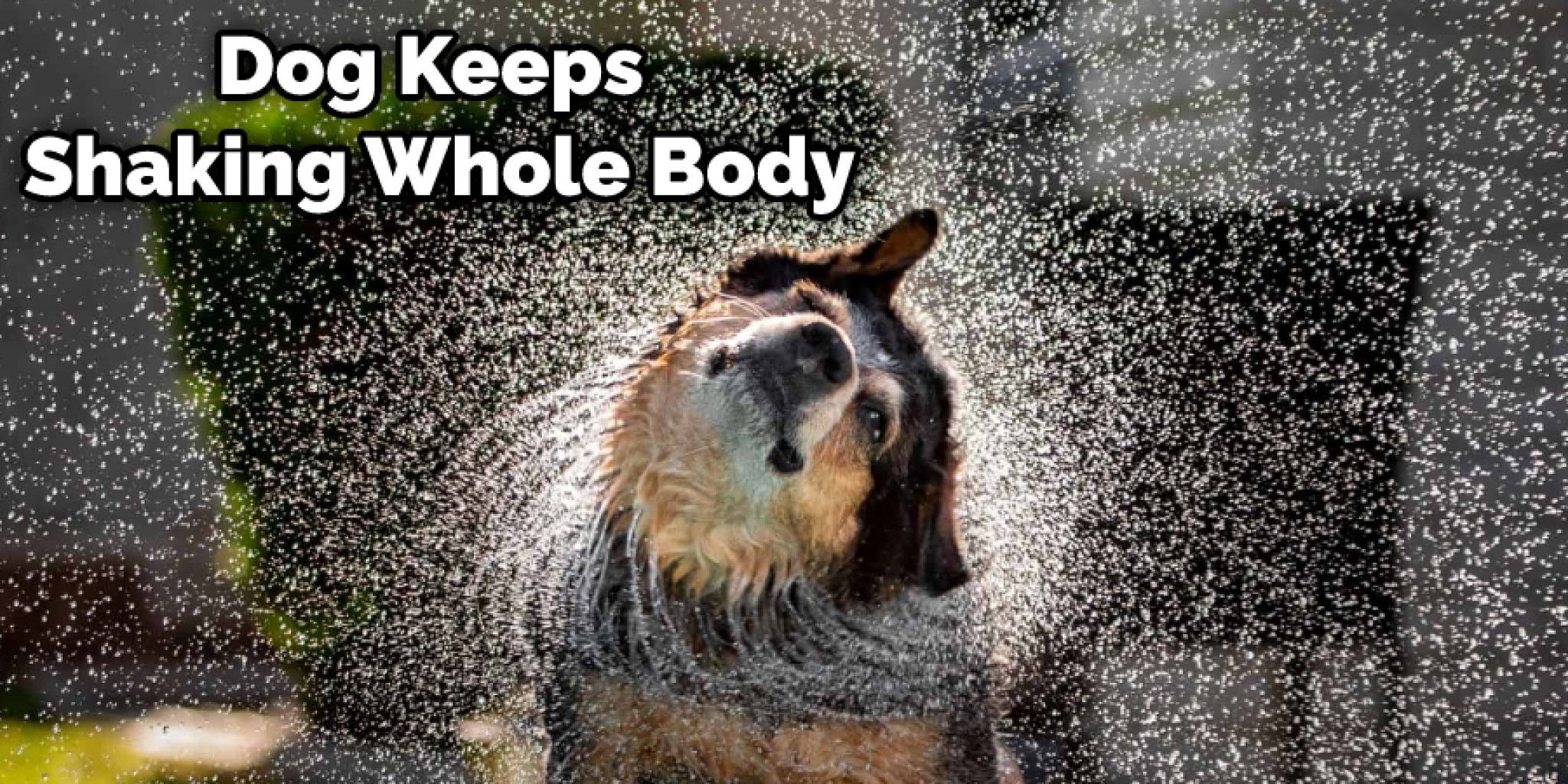 How to Carry a Dog on Your Shoulders 7 Steps Instructions (2024)