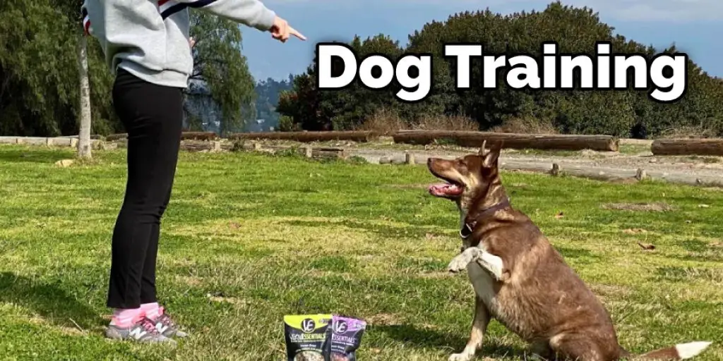 Dog Training