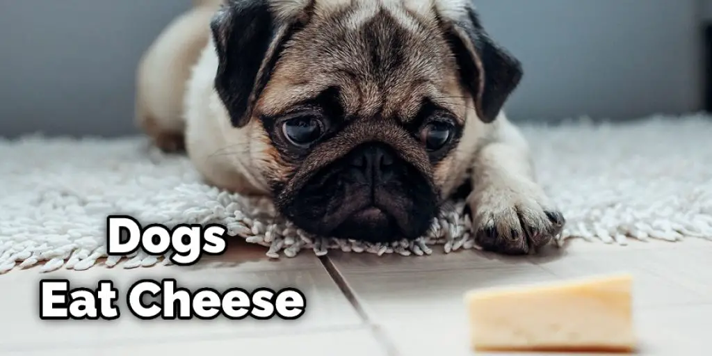 Dogs Eat Cheese