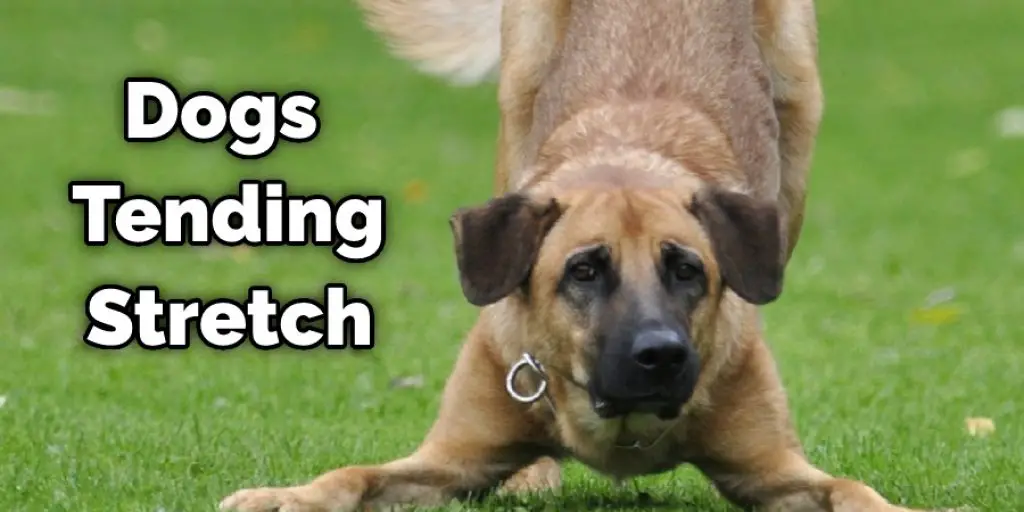 Dogs Tending Stretch