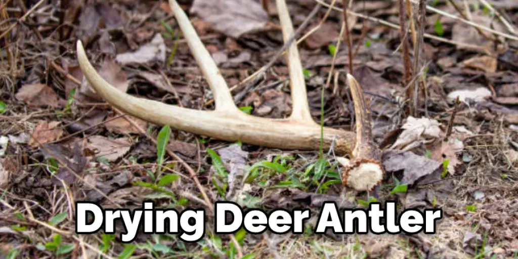 Drying Deer Antler