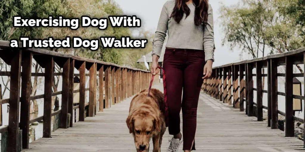 Exercising Dog With a Trusted Dog Walker