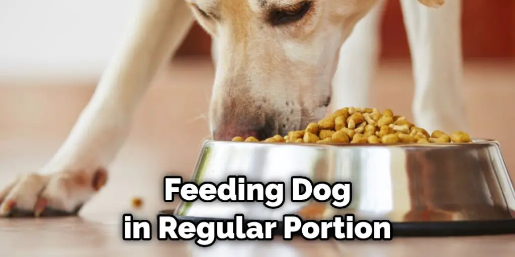 Feeding Dog in Regular Portion