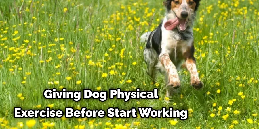 Giving Dog Physical Exercise Before Start Working