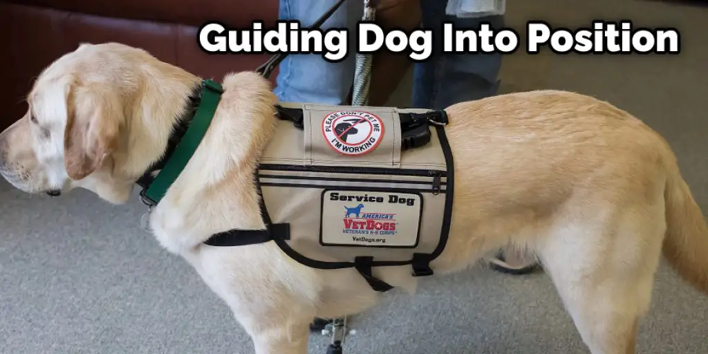 Guiding Dog Into Position