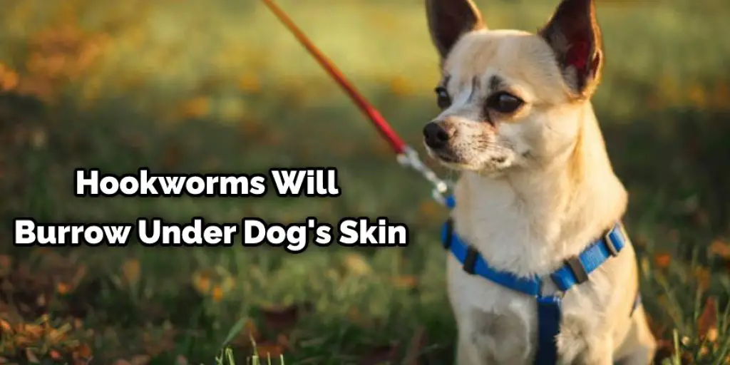 Hookworms Will Burrow Under Dog's Skin