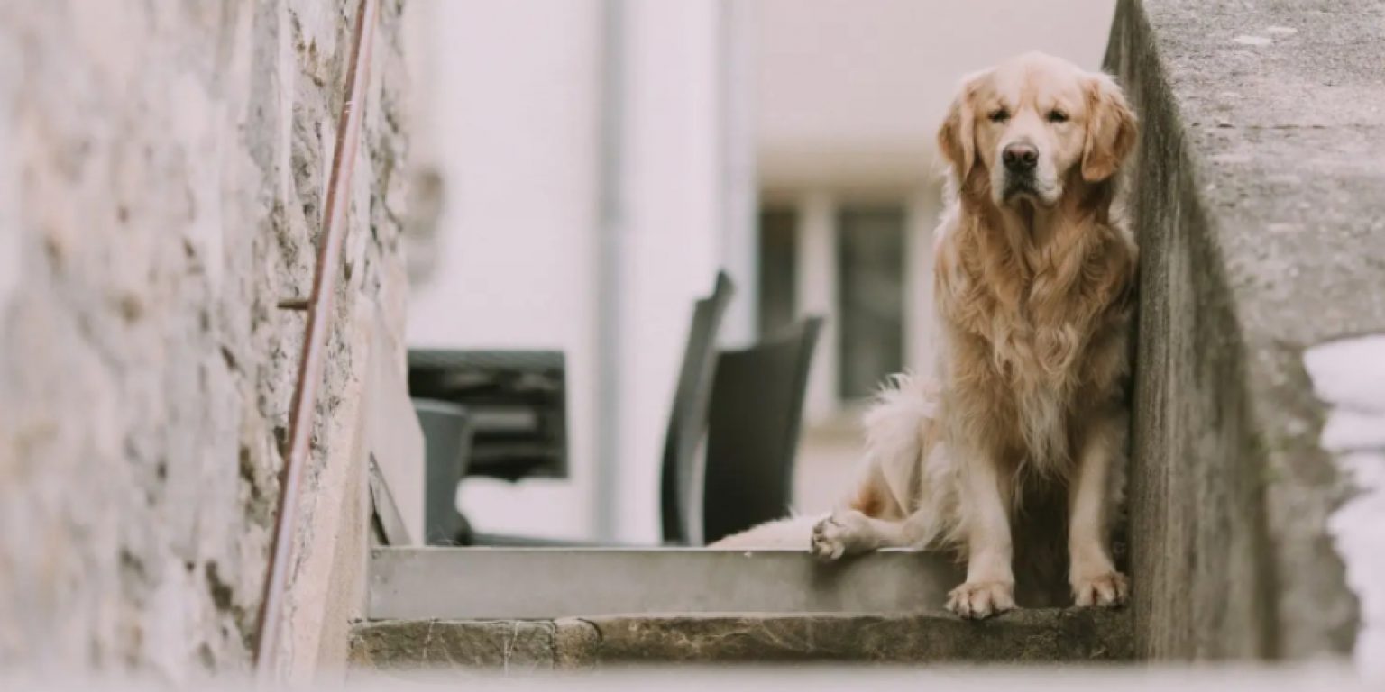 How to Carry a Large Dog Down Stairs 6 Methods Instructions (2024)