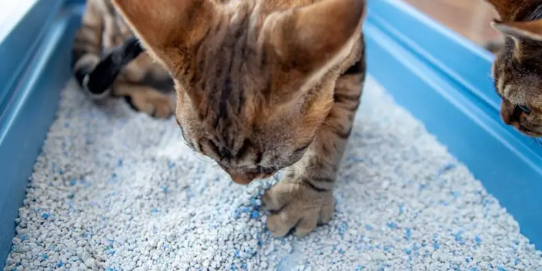 How to Clean Cat Litter Dust From Floor