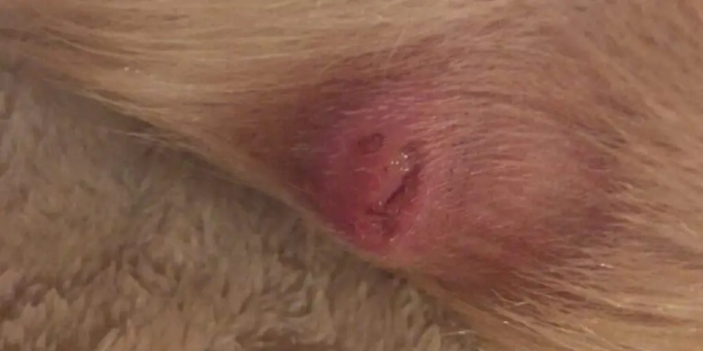 How to Drain a Cyst on a Dog at Home