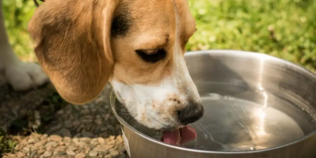 How to Get Dog to Drink Water After Surgery