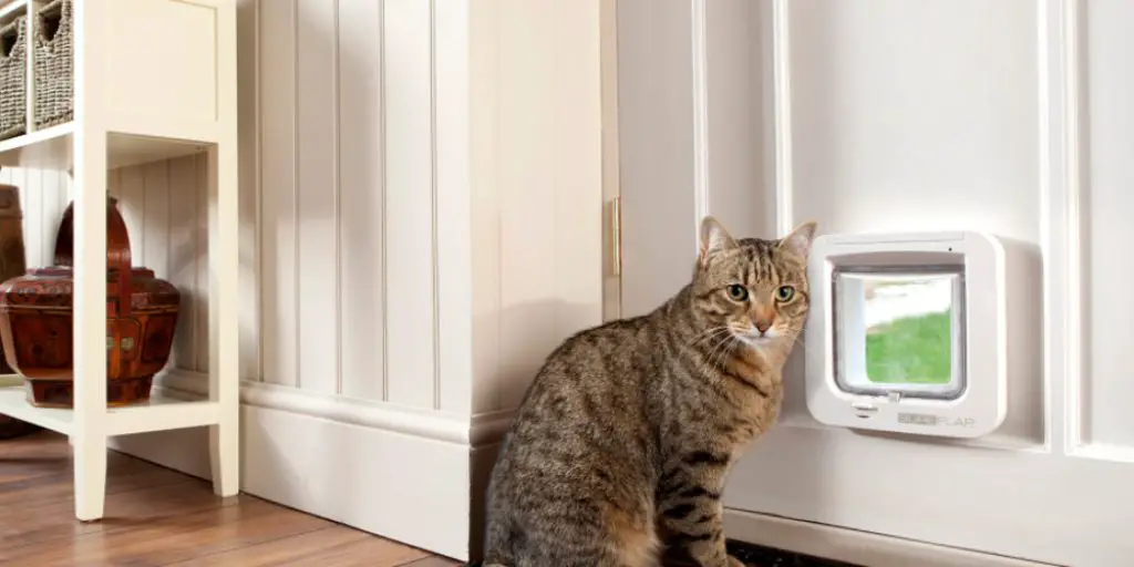 How to Keep Cat From Opening Door