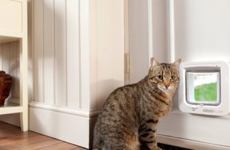 How to Keep Cat From Opening Door