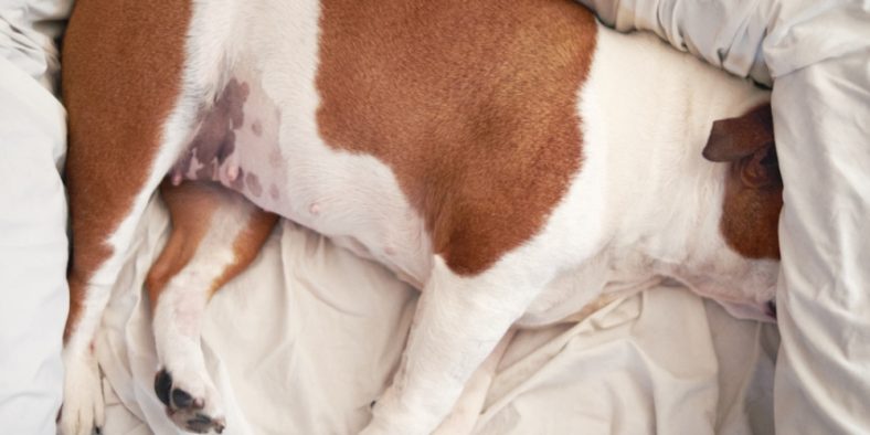 How to Prevent Dog From Falling Off Bed