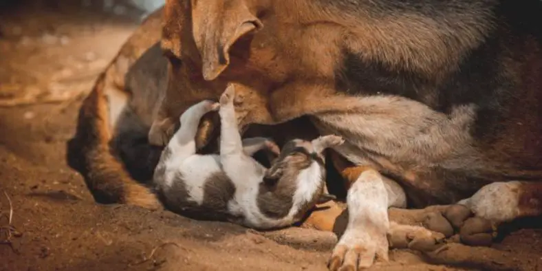 How to Prevent Mother Dog From Crushing Puppies
