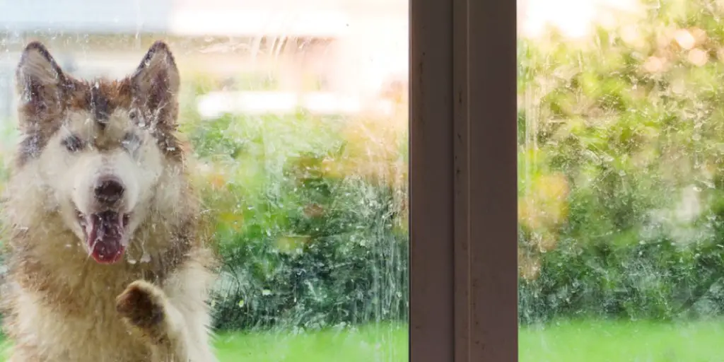 How to Protect Glass Doors From Dog Scratches